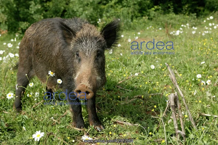  : Wild Boar (Sus scrofa). France