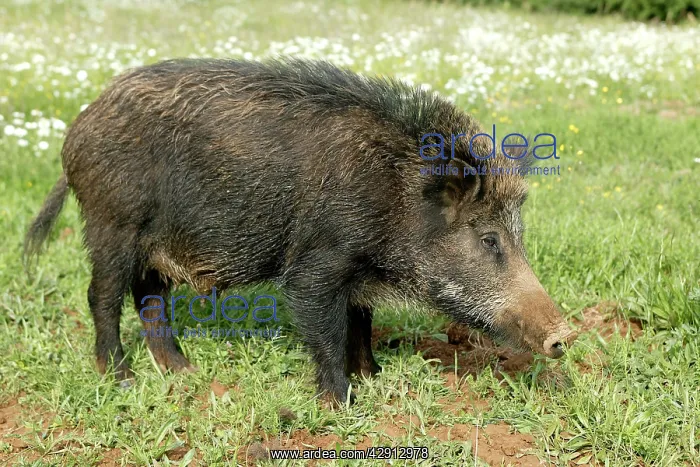  : Wild Boar. (Sus scrofa). France