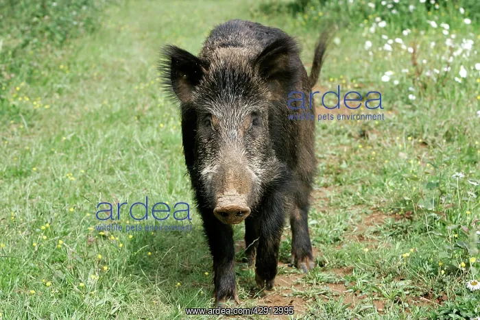  : Wild Boar (Sus scrofa). France