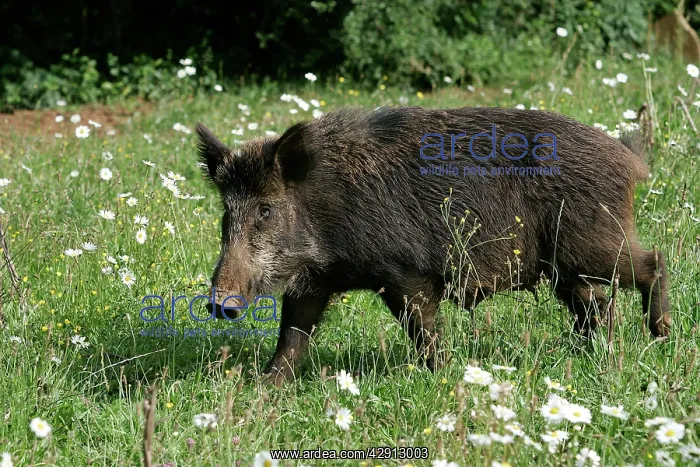  : Wild Boar. (Sus scrofa). France