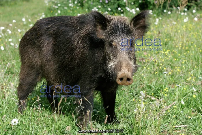  : Wild Boar (Sus scrofa). France