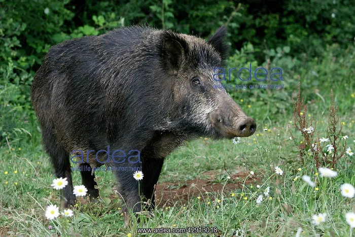  : Wild Boar (Sus scrofa). France