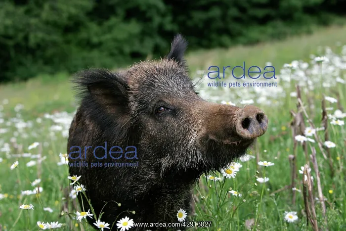  : Wild Boar (Sus scrofa). France