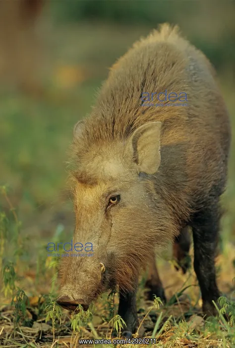 : Wild Boar (Sus scrofa). Corbett National Park, India : Wild Boar (Sus scrofa). Corbett National Park, India