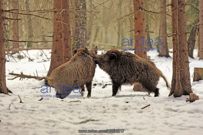 : Wild Boar (Sus scrofa). males in snow fighting in mating season - Germany : Wild Boar (Sus scrofa). males in snow fighting in mating season - Germany