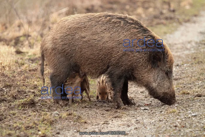 : Wild Boar (Sus scrofa). sow nursing piglets - Germany : Wild Boar (Sus scrofa). sow nursing piglets - Germany