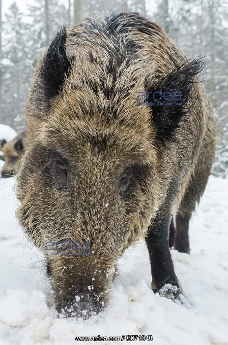 : Wild Boar (Sus scrofa) foraging in snow-covered forest : Wild Boar (Sus scrofa) foraging in snow-covered forest