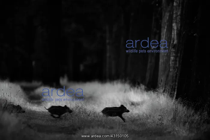 : Wild Boar (Sus scrofa) piglets crossing trackway : Wild Boar (Sus scrofa) piglets crossing trackway