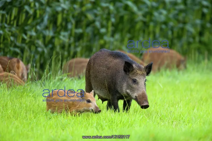 : Wild Boar (Sus scrofa) and piglets walking near border of corn field : Wild Boar (Sus scrofa) and piglets walking near border of corn field