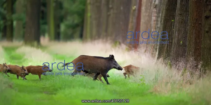 : Wild Boar (Sus scrofa) and piglets crossing trackway : Wild Boar (Sus scrofa) and piglets crossing trackway