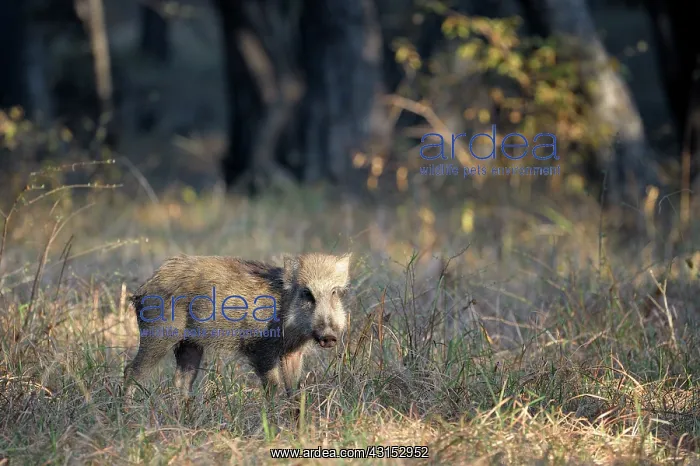 : wild boar. Wild Boar (scrofa cristatus) walking in grass : wild boar. Wild Boar (scrofa cristatus) walking in grass