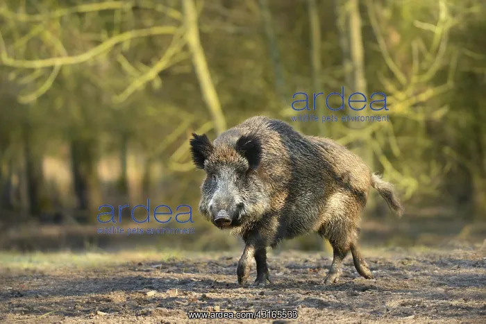 : Wild Boar (Sus scrofa) male walking in the woods : Wild Boar (Sus scrofa) male walking in the woods