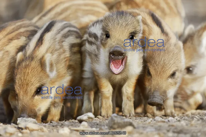 : Wild Boar (Sus scrofa) piglets foraging : Wild Boar (Sus scrofa) piglets foraging