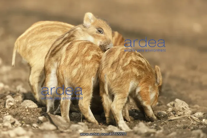 : Wild Boar (Sus scrofa) piglets playing : Wild Boar (Sus scrofa) piglets playing
