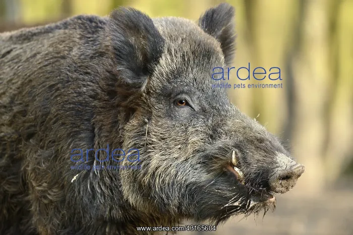 : Wild Boar (Sus scrofa) male portrait : Wild Boar (Sus scrofa) male portrait