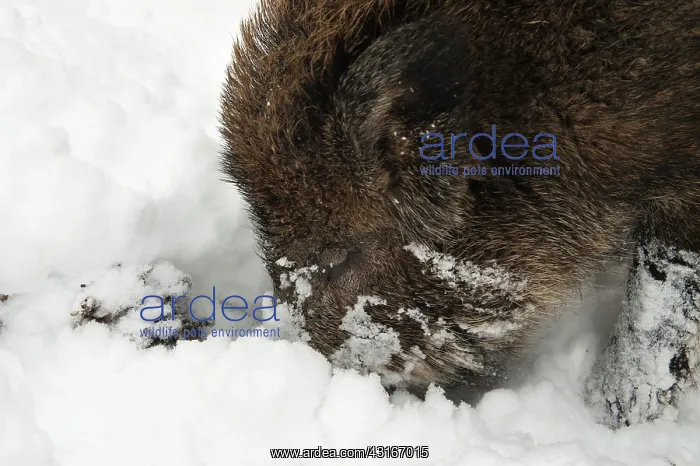 : Wild Boar (Sus scrofa) foraging in the snow, The Netherlands : Wild Boar (Sus scrofa) foraging in the snow, The Netherlands