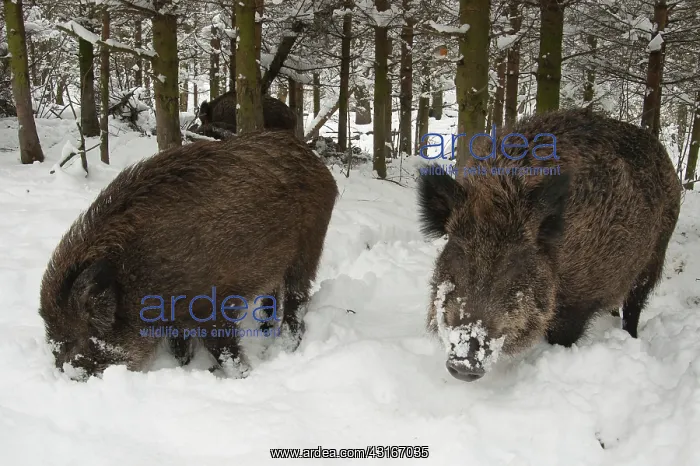: Wild Boars (Sus scrofa) foraging in the snow, The Netherlands, Flevoland, Natuurpark : Wild Boars (Sus scrofa) foraging in the snow, The Netherlands, Flevoland, Natuurpark