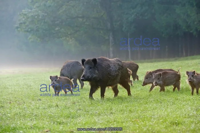 : Wild Boar : Wild Boar