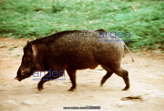 : WILD BOAR : WILD BOAR