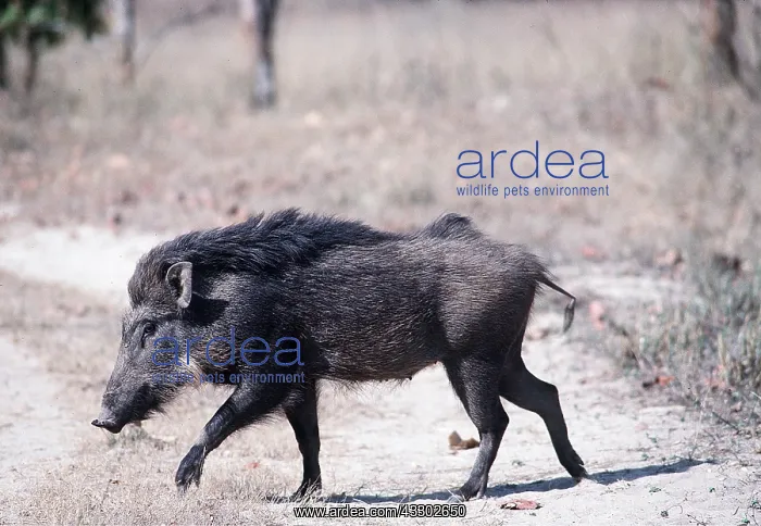 : WILD BOAR : WILD BOAR