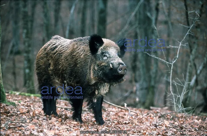 : WILD BOAR : WILD BOAR