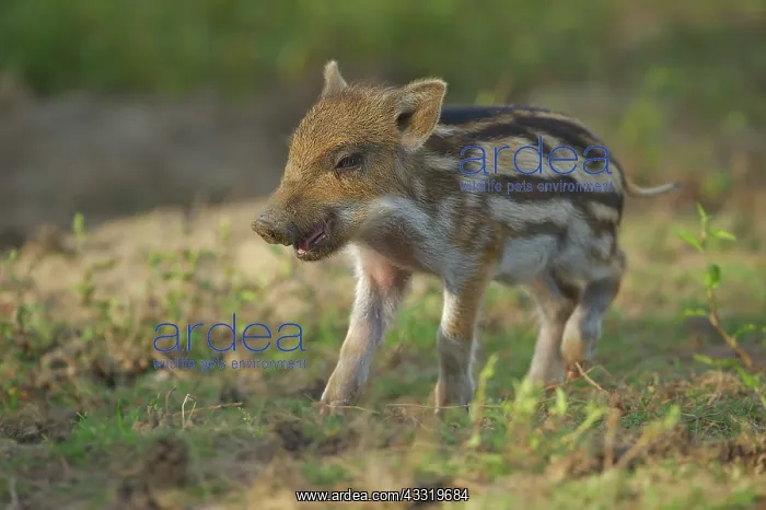 : Wild Boar. Portrait of a Wild Boar (Sus scrofa) piglet : Wild Boar. Portrait of a Wild Boar (Sus scrofa) piglet