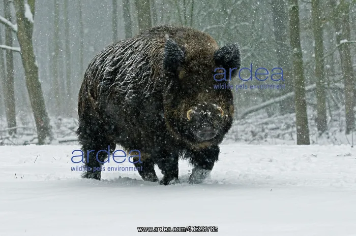 : Wild Boar (Sus scrofa) male searching for food in a snow storm : Wild Boar (Sus scrofa) male searching for food in a snow storm