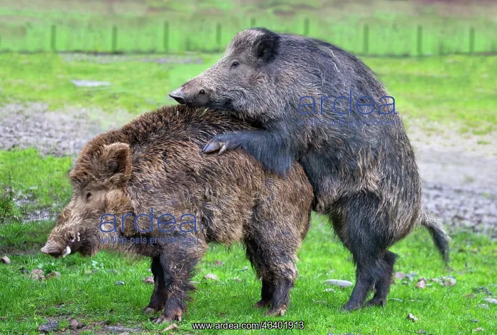 : WILD BOAR : WILD BOAR