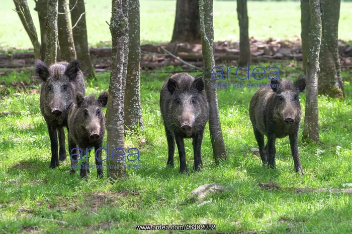 : WILD BOAR : WILD BOAR