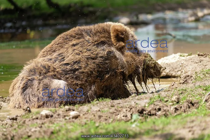  : WILD BOAR
