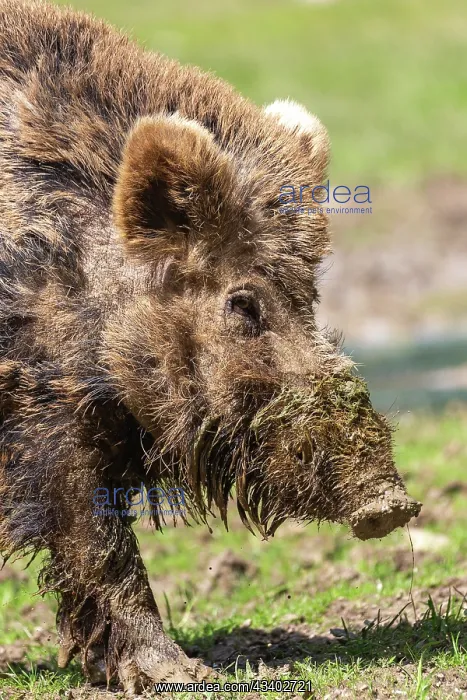 : WILD BOAR : WILD BOAR