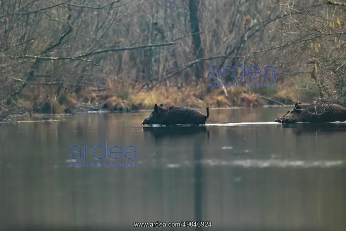: WILD BOAR. France, Alsace, Forêt rhénane, Sanglier : WILD BOAR. France, Alsace, Forêt rhénane, Sanglier
