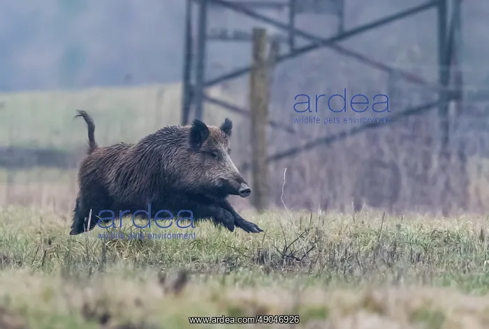 : WILD BOAR. France, Alsace, Forêt rhénane, Sanglier : WILD BOAR. France, Alsace, Forêt rhénane, Sanglier