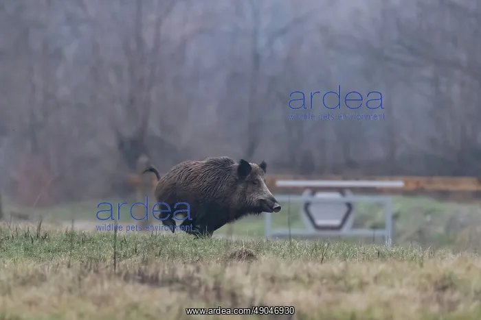 : WILD BOAR. France, Alsace, Forêt rhénane, Sanglier : WILD BOAR. France, Alsace, Forêt rhénane, Sanglier