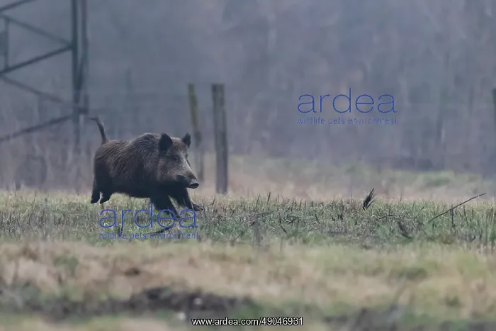 : WILD BOAR. France, Alsace, Forêt rhénane, Sanglier : WILD BOAR. France, Alsace, Forêt rhénane, Sanglier