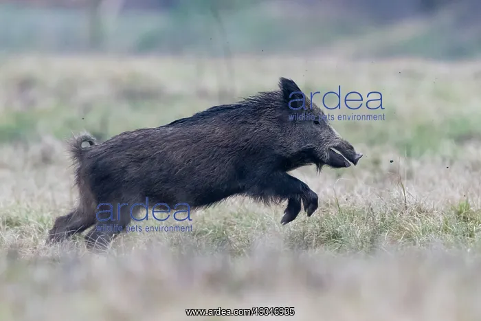 : WILD BOAR. France, Alsace, Forêt rhénane, Sanglier : WILD BOAR. France, Alsace, Forêt rhénane, Sanglier
