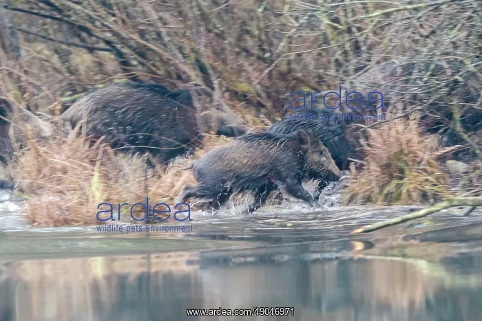: WILD BOAR. France, Alsace, Forêt rhénane, Sanglier : WILD BOAR. France, Alsace, Forêt rhénane, Sanglier