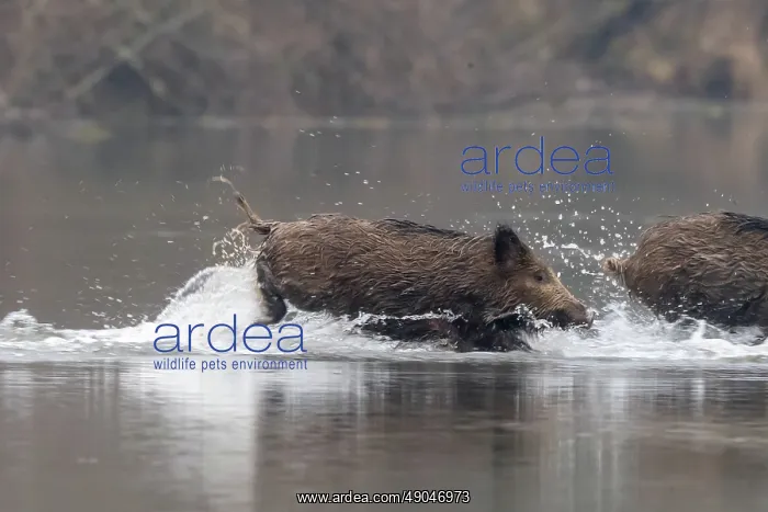 : WILD BOAR. France, Alsace, Forêt rhénane, Sanglier : WILD BOAR. France, Alsace, Forêt rhénane, Sanglier