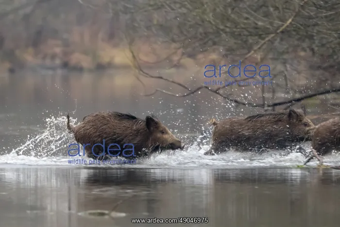 : WILD BOAR. France, Alsace, Forêt rhénane, Sanglier : WILD BOAR. France, Alsace, Forêt rhénane, Sanglier