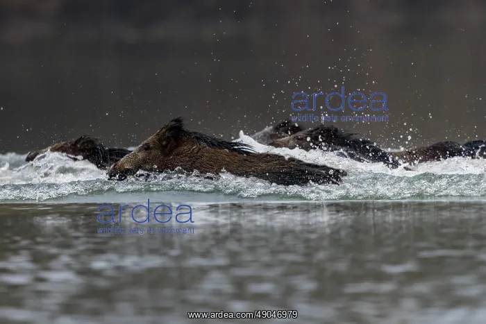 : WILD BOAR. France, Alsace, Forêt rhénane, Sanglier : WILD BOAR. France, Alsace, Forêt rhénane, Sanglier