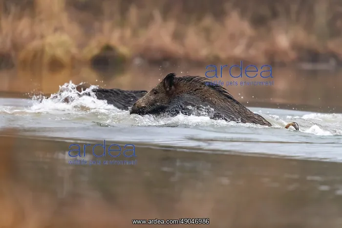 : WILD BOAR. France, Alsace, Forêt rhénane, Sanglier : WILD BOAR. France, Alsace, Forêt rhénane, Sanglier