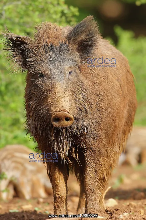  : Wild Boar - adult