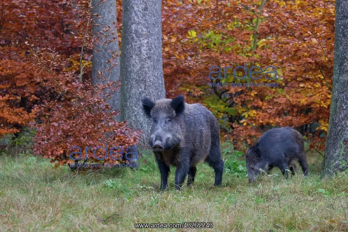 : Wild boar - adult female with piglet - Germany : Wild boar - adult female with piglet - Germany