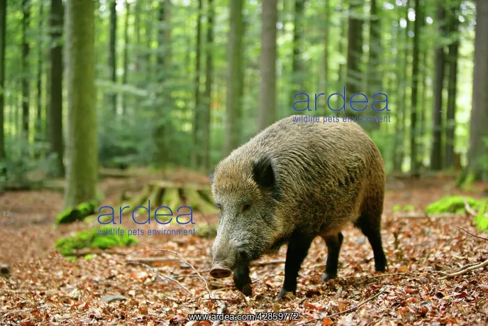 : Wild Boar - adult individual strolling through forest : Wild Boar - adult individual strolling through forest