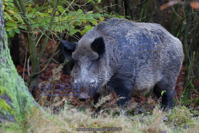  : Wild boar - adult male in a forest - Germany