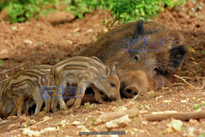 : Wild Boar - adult resting with young : Wild Boar - adult resting with young