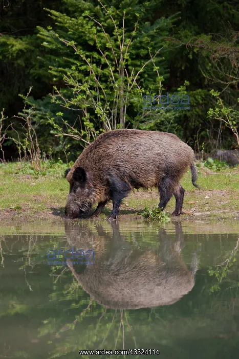 : Wild boar - adult sow in water - Germany : Wild boar - adult sow in water - Germany