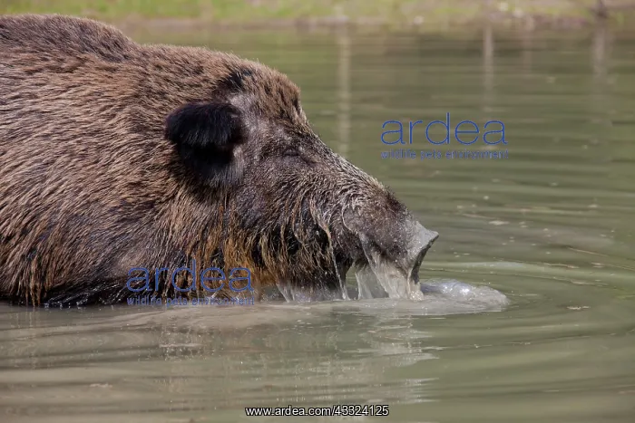 : Wild boar - adult sow in water - Germany : Wild boar - adult sow in water - Germany