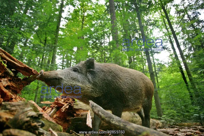 : Wild Boar - adult wild boar in forest searching : Wild Boar - adult wild boar in forest searching