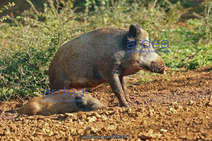 : Wild Boar - adult and young : Wild Boar - adult and young